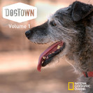 DogTown: Against the Odds